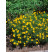 Coreopsis verticillata ´Zagreb´ / Krásnoočko přeslenité, C1