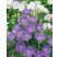 Campanula carp. ´Clips Blue´ / Zvonek karpatský modrý, K9