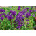 Campanula glomerata ´Dahurica´ / Zvonek klubkatý, K9