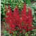 Astilbe ´MIX´ / Směs čechrav, bal. 3 ks, 2/3