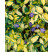 Vinca minor Illumination / Brčál menší / Barvínek, K9