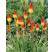 Kniphofia uvaria ´Grandiflora´ / Mnohokvět hroznatý, K9