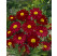 Tanacetum coccineum ´Robinson´s Red´/ Kopretina šarlatová , K9
