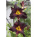 Hemerocallis ´Mix´ / Směs denivek, bal. 5 ks, I.