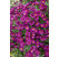 Aster dumosus ´Jenny´ / Hvězdnice, K9