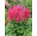Astilbe arendsii ´Bella´ / Čechrava růžová, K9