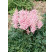 Astilbe arendsii ´Sister Theresa´ / Čechrava , K9 