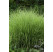 Miscanthus sinensis 'Graziella' / Ozdobnice čínská, K9/K11