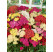 Achillea millefolium F2 'Summer Pastels' / Řebříček obyčejný, K9