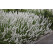 Lavandula angustifolia ´Edelweis´ / Levandule úzkolistá, K9