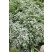 Aster ericoides 'Snowflurry' / Astra vřesovcovitých'Snehová prehánka' , K9