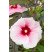 Hibiscus moscheutos ´Carousel® Pink Candy ´ / Velkokvětý ibišek , 30-40 cm, C2