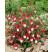 Fuchsia ´Madame Cornelissen´ / Fuchsie, C1,5