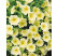 Petunia Surfinia® ´Yellow Kitatsu´ / Petunie žlutá kompakt., bal. 6 ks, 6x K7