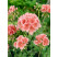 Pelargonium zonale ´pac®Calais´  / Muškát kroužkovaný, bal. 3 ks, 3x K7