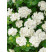 Petunia x atkinsiana ´Tumbelina® Diana´ / Petúnie plnokvětá bílá, bal. 6 ks, 6xK7