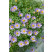 Brachyscome ´Brasco Violet´  / Bachyscome, bal. 3 ks, 3x K7