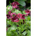 Pelargonium grandiflorum ´Aristo Beauty´ / Pelargonie velkokvětá červená, K7