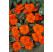 Impatiens ´New Guinea Orange´ / Netýkavka oranžová, bal. 6 ks sadbovač.