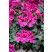 Pelargonium pelt. ´pac®Happy Face® Magenta´  / Muškát, bal. 3 ks, 3x K7