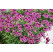 Pelargonium crispum ´pac® Angeleyes® Blueberry´  / Muškát anglický, bal. 6 ks, 6xK7