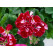 Pelargonium zonale ´pac®Spanish Wine® Burgundy´  / Muškát kroužkovaný, K7