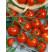 Rajče cherry Manolo® Red (Picolino F1), přirozeně rezistentní, roubovaná rostlina, K12
