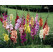 Gladiolus mix / Směs mečíků, bal. 25 ks, 12/14