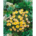 Crocus ´Advance´ / Botanický šafrán / Krokus, bal. 15 ks, 5/+