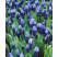 Muscari latifolium / Modřenec širolistý, bal. 15 ks, 6/+
