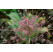 Allium ´Schubertii´ / Okrasný česnek, bal. 3 ks, 10/12