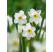 Narcis ´Recurvus´, bal. 5 ks, 12/14