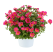 Portulaca x umbraticola Pazzaz Nano™ Fuchsia Imp / Portulaka, bal. 6 ks, 6x K7