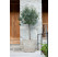 Olea europaea / Olivovník, keř 30-40 cm, C1,5