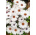 Osteospermum ´Zanzibar White´ / Osteospermum bílé, bal. 6 ks sadbovačů