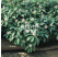 Pachysandra terminalis / Tlustonitník klasnatý, K9