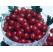 Ribes grossularia ´Pax®´ / Angrešt červený rezistentní beztrný, stromek, VK 2-3 výh.