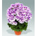 Pelargonium grandiflorum PAC® ´Aristo Petticoat´ / Muškát velkokvětý, K7