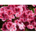 Pelargonium Candy Flowers® ´Pink with Eye´ / Pelargonie růžová, K7