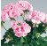 Pelargonium zonale ´pac®Emilia´  / Muškát kroužkovaný, bal. 6 ks, 6xK7