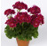 Pelargonium zonale ´pac®Flower Fairy® Velvet´  / Muškát kroužkovaný, K7