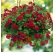 Pelargonium pelt. PAC® ´Happy Face Dark Red´ / Muškát, bal. 6 ks, 6xK7