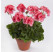 Pelargonium peltatum x zonale ´pac® TWOinONE® ´Peach´  / Muškát vzpřímený , bal. 6 ks sadbovačů