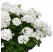 Pelargonium peltatum x zonale ´pac®TWOinONE® White / Muškát vzpřímený , bal. 3 ks, 3xK7
