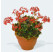 Pelargonium pac® Pelgardini® Vancouver Centennial / Muškát , K7