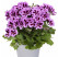 Pelargonium grandiflorum ´Aristo Lilac Purple´ / Pelargonie velkokvětá fialová, K7