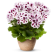 Pelargonium grandiflorum PAC® ´Aristo Purple Stripes´ / Muškát velkokvětý, K7