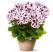 Pelargonium grandiflorum PAC® ´Aristo Purple Stripes´ / Muškát velkokvětý, bal. 3 ks, 3x K7