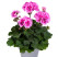 Pelargonium zonale pac®´Belinda´ / Muškát , K7