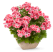 Pelargonium hybr. ´Candy Flowers Peach Cloud´ / Pelargonie hybrid, K7